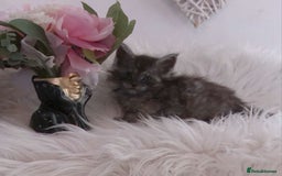 Maine Coon cats for sale: 2 kittens left In Search of Loyal Human Servant - Image 18