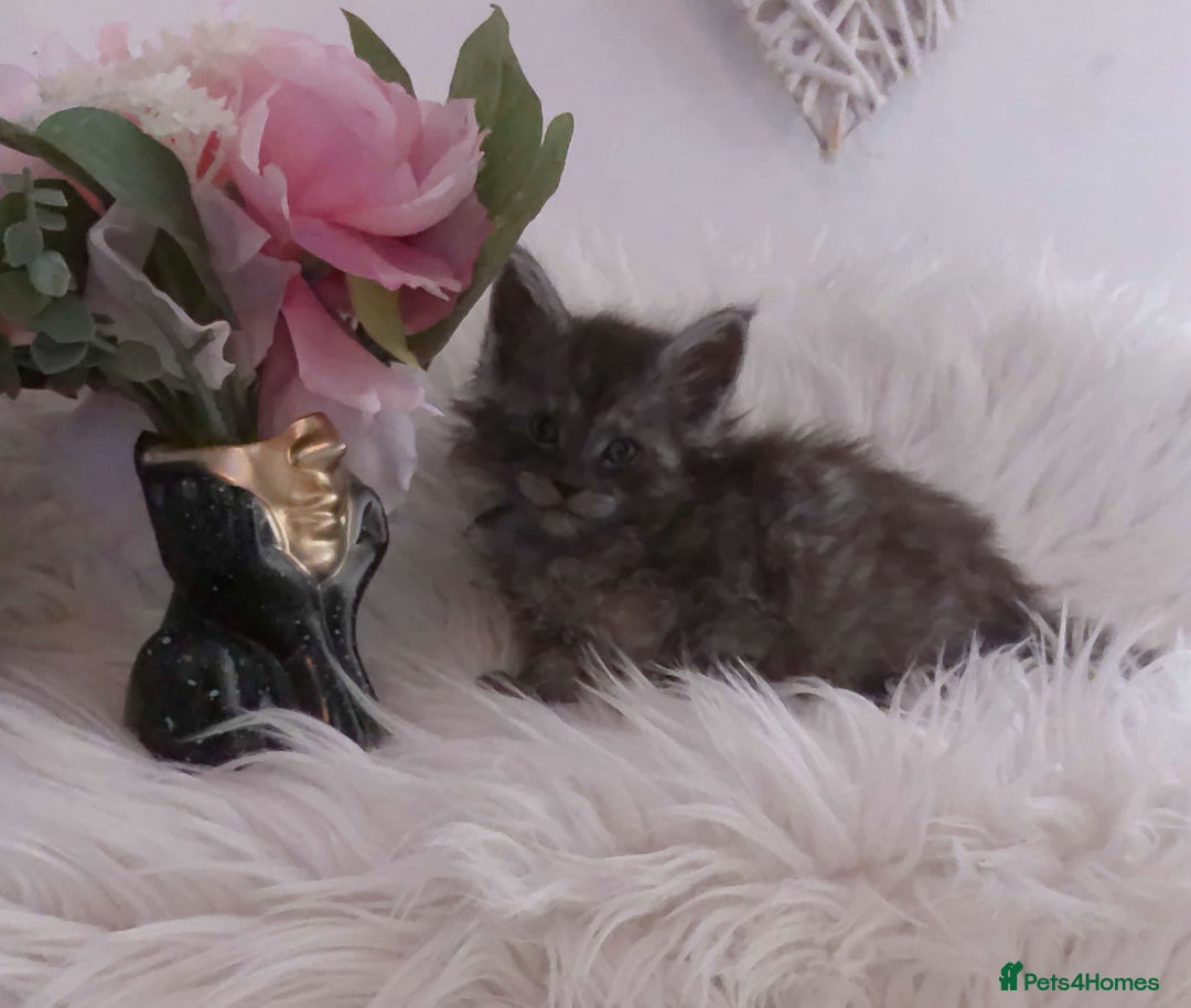Maine Coon cats for sale: 2 kittens left In Search of Loyal Human Servant - Image 18
