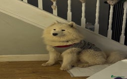 Samoyed dogs for sale: 🐾 🐶 AMAZING, UNIQUE, HEAD TURNING male Samoyed - Image 27