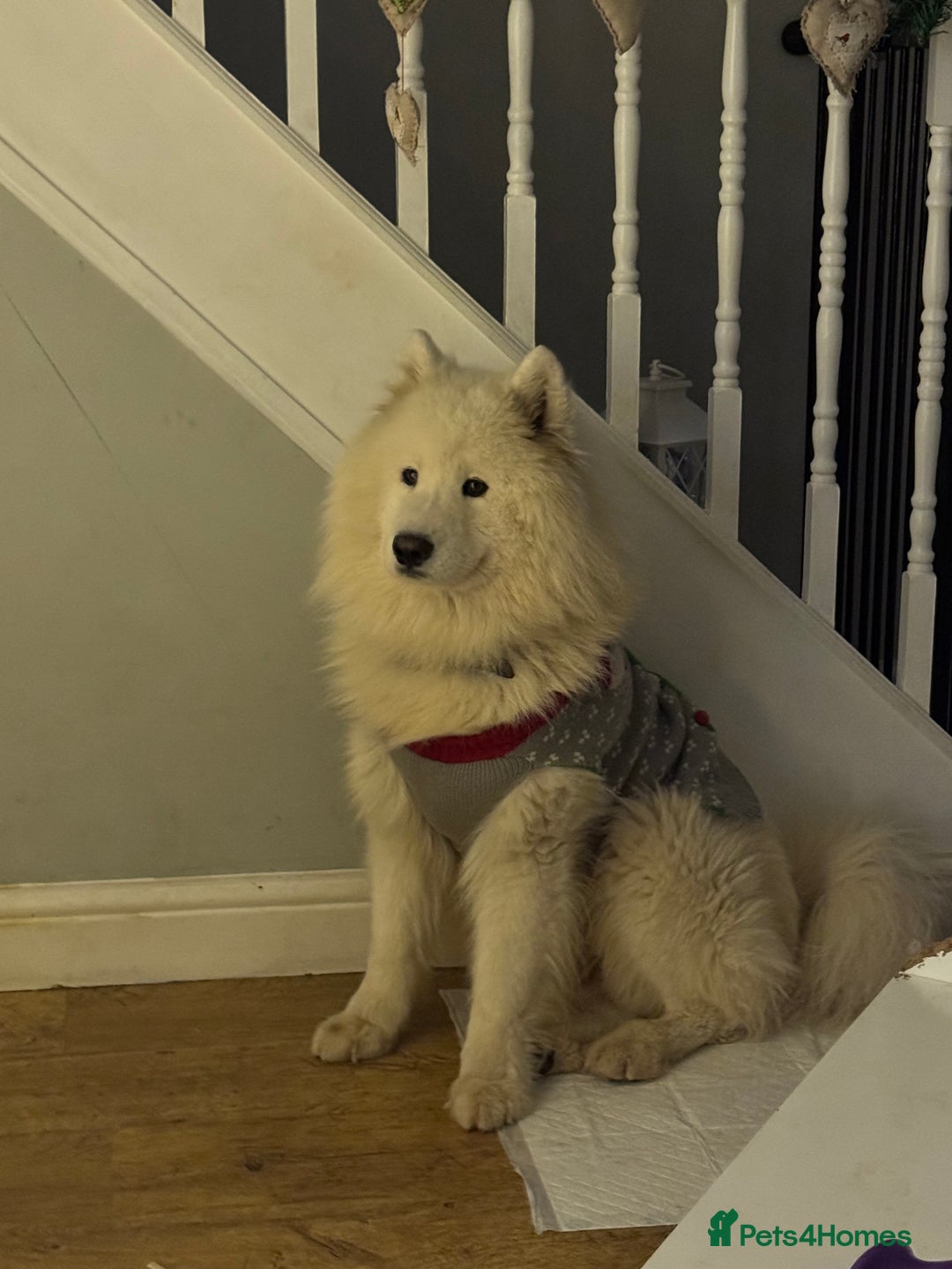 Samoyed dogs for sale: 🐾 🐶 AMAZING, UNIQUE, HEAD TURNING male Samoyed - Image 27