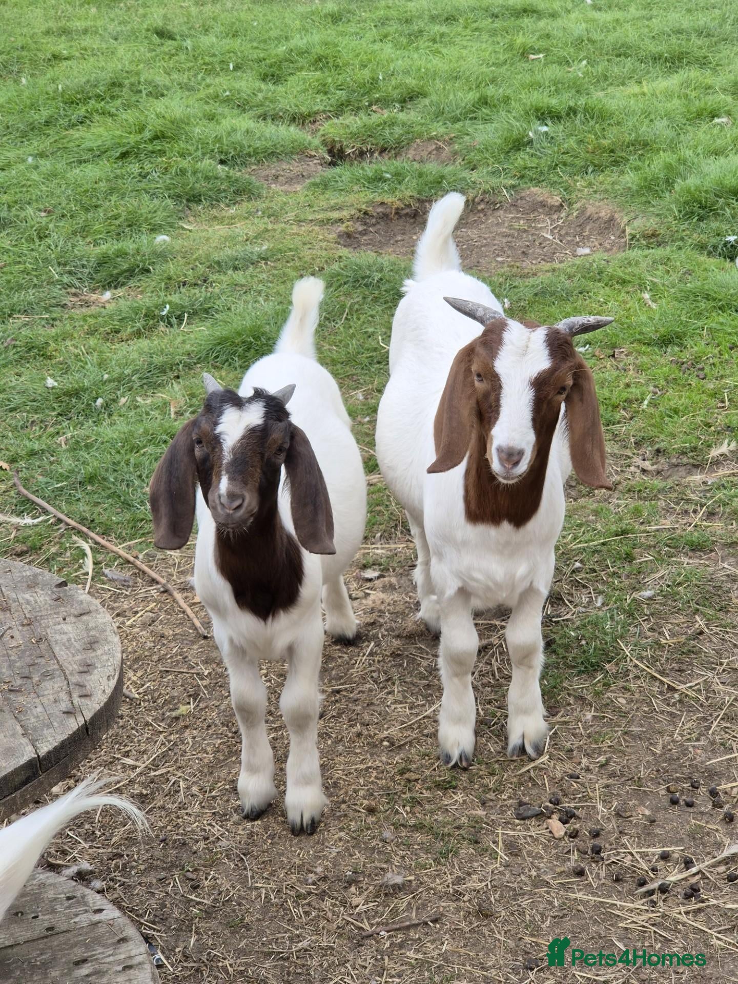 Goats livestock Boer Goat Kids Available  - Advert 2