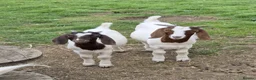 Goats livestock for sale: Boer Goat Kids Available  - Advert 1