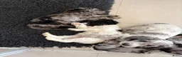 Cockapoo dogs for sale: REDUCED! READY TO GO! Beautifully Marked Cockapoos - Advert 7