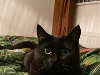 British Shorthair cats for sale - Advert 1