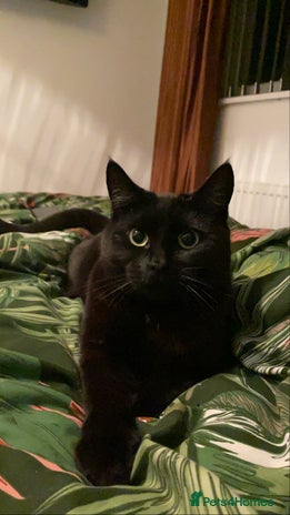 British Shorthair cats - Advert 2