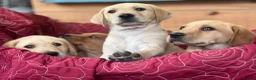 Labrador Retriever dogs for sale: KC Reg Labrador pups Working Traditional Chunky - Advert 5