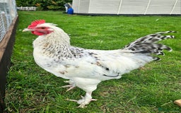 Chickens poultry for sale: Two Roosters for sale ! £20 for 2! Only two left! - Advert 7