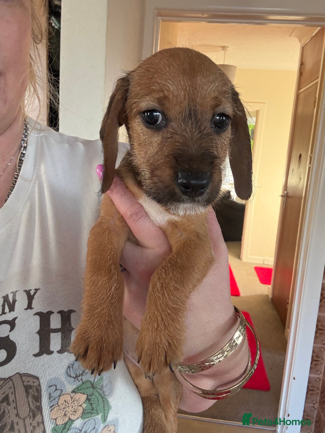 Mixed Breed dogs for sale: 🐾❤️ dachshund x Jack Russell puppies ❤️🐾 - Advert 3