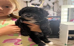 Cockapoo dogs for sale: 🐾ready to leave  black and white cockapoo - Image 15