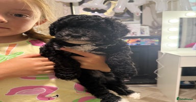 Cockapoo dogs - Advert 10