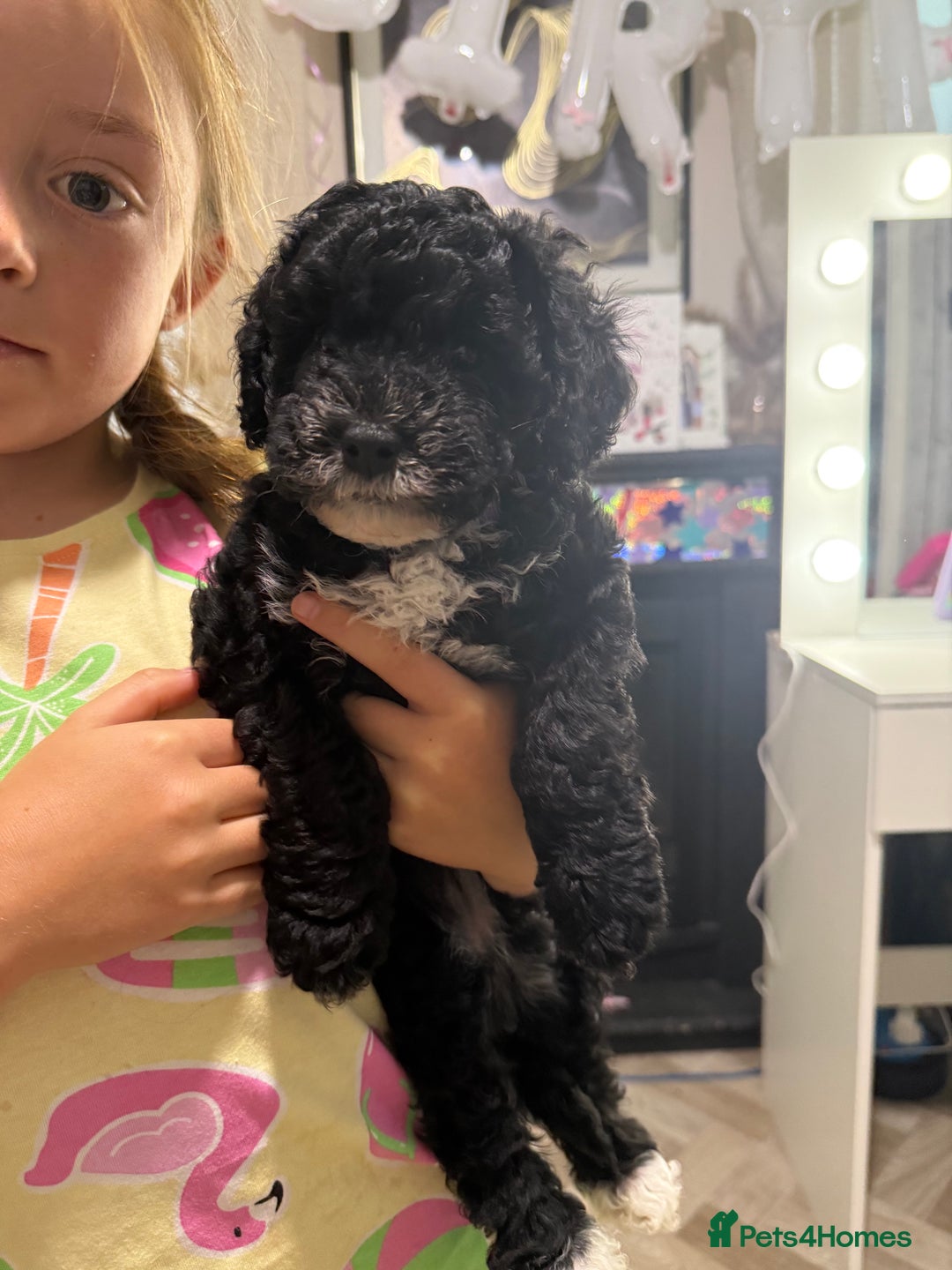 Cockapoo dogs for sale: 🐾ready to leave  black and white cockapoo - Image 15