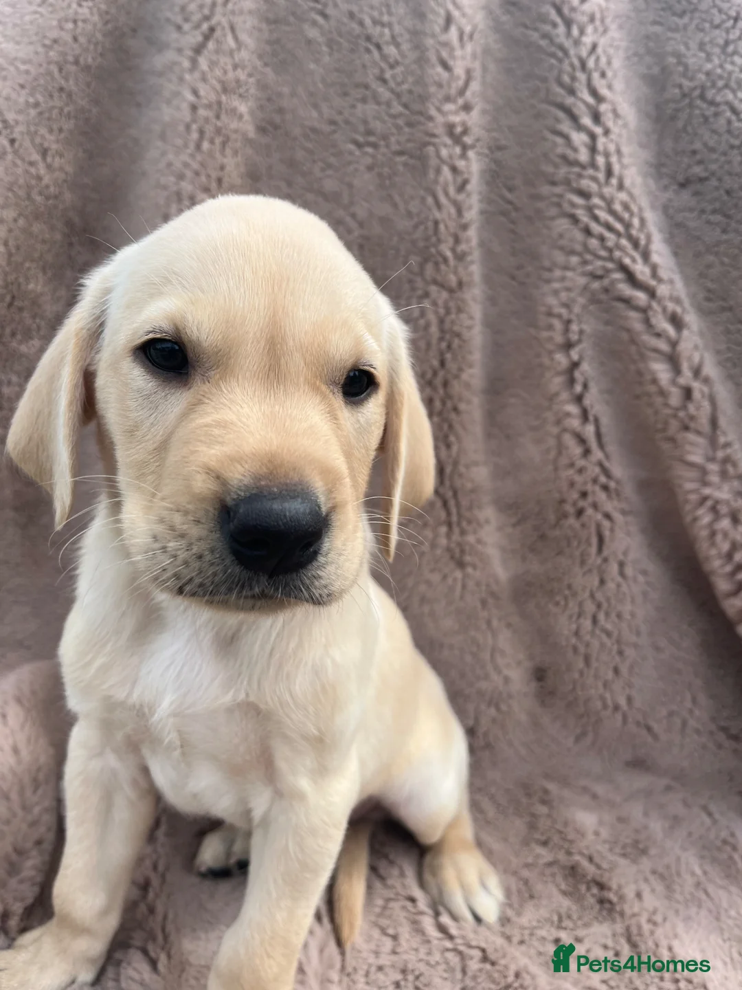 Labrador Retriever dogs for sale: Beautiful bouncy yellow Labrador puppies - Advert 1