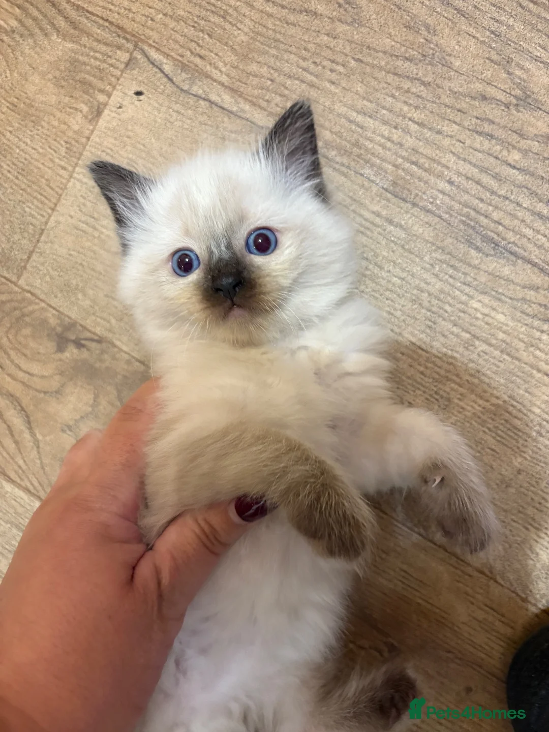 Ragdoll cats for sale: Fluffy seal point Ragdolls - Advert 2