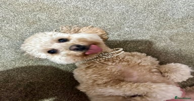 Mixed Breed dogs Beautiful 16 month apricot Cavapoochon - Advert 5