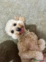 Mixed Breed dogs Beautiful 16 month apricot Cavapoochon - Advert 7