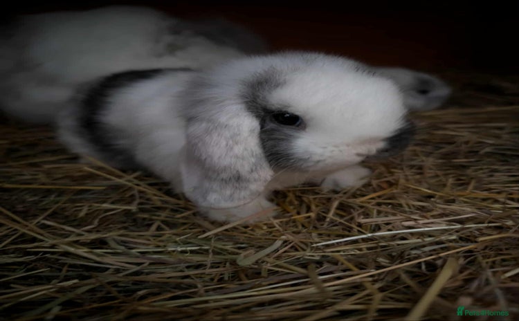 Mini Lop rabbits - Advert 2