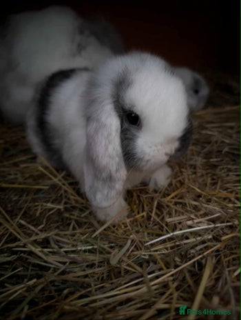 Mini Lop rabbits - Advert 3