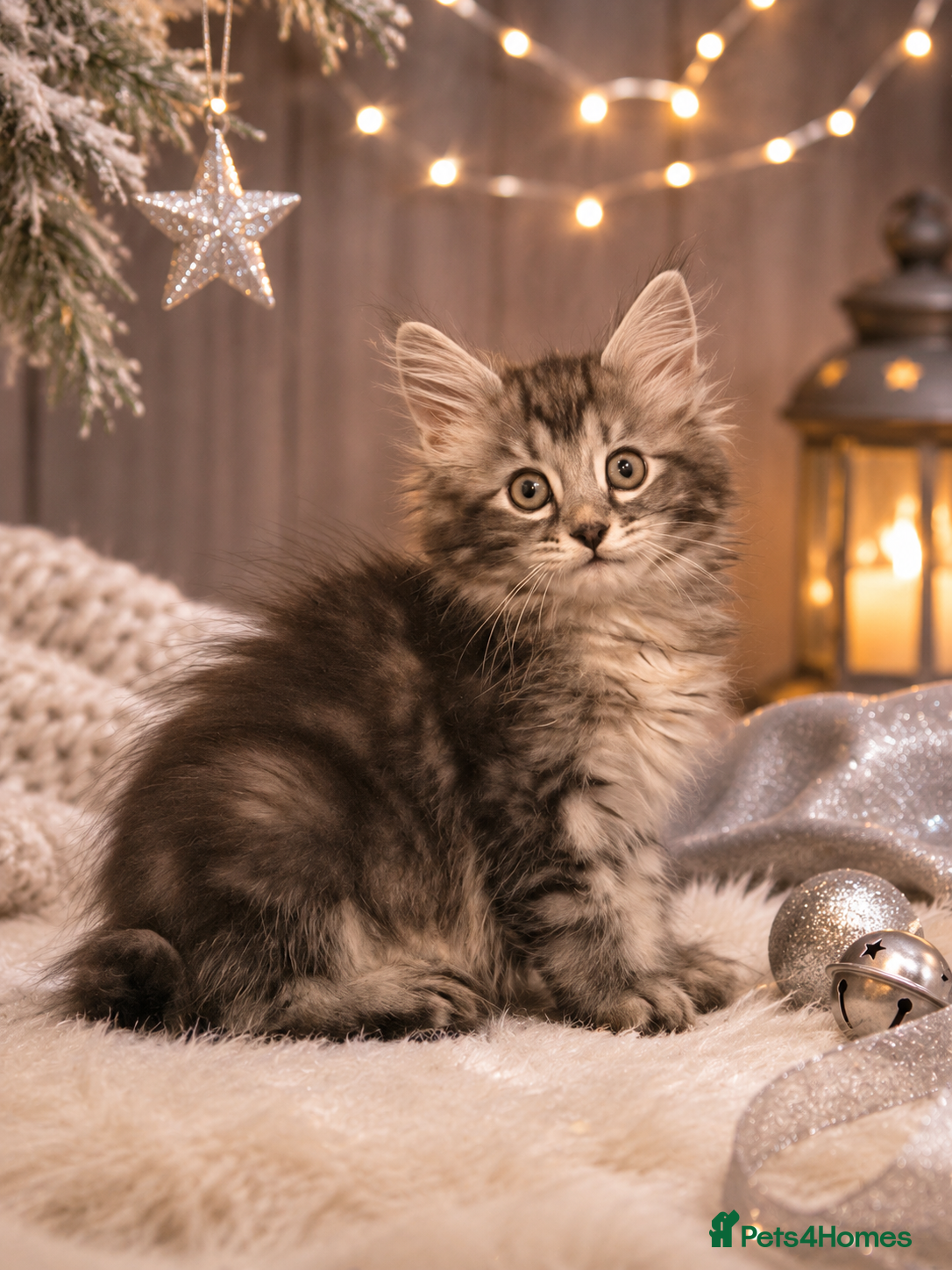 Kurilian Bobtail cats for sale: Beautiful silver tabby Kurilian bobtail kittens  - Advert 2