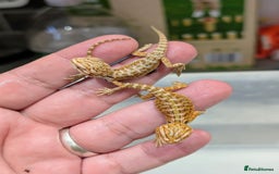 Bearded Dragon reptiles for sale: 50% red monster bearded dragons  - Image 3