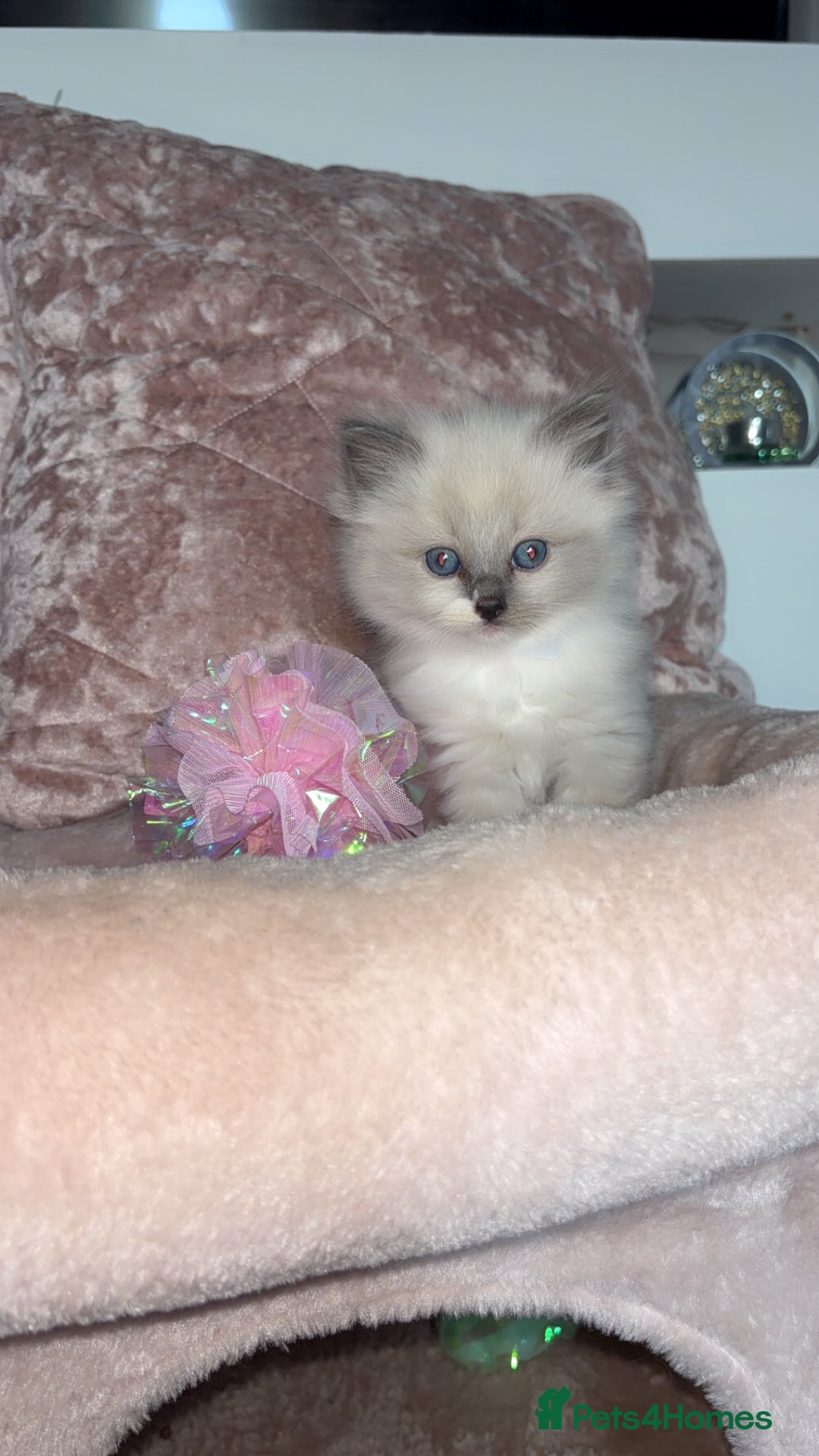 Ragdoll cats for sale: 🌸pedigree Ragdoll babies, reduced🌸 - Image 12