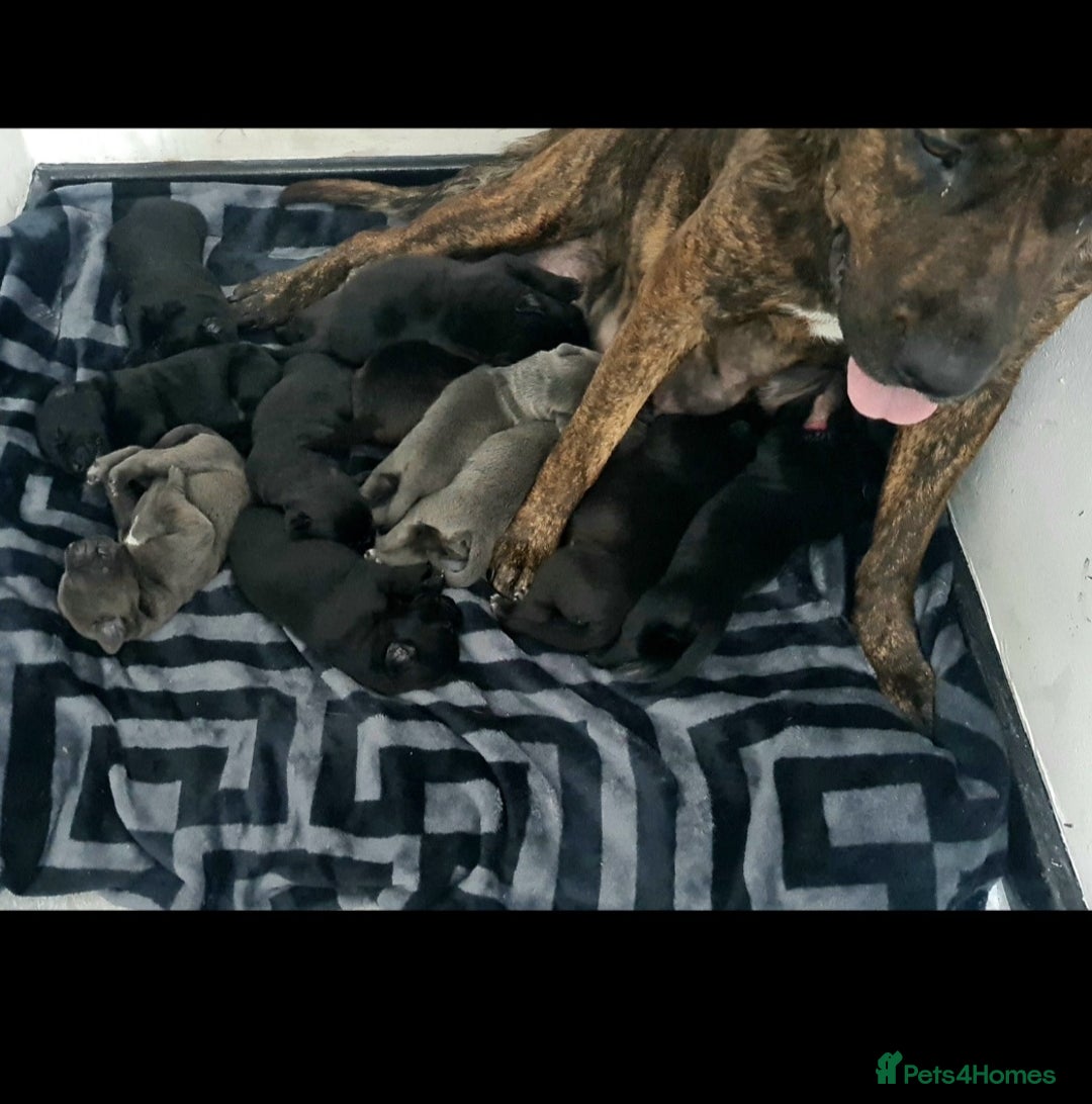 Mixed Breed dogs for sale: Presa canario - Advert 18