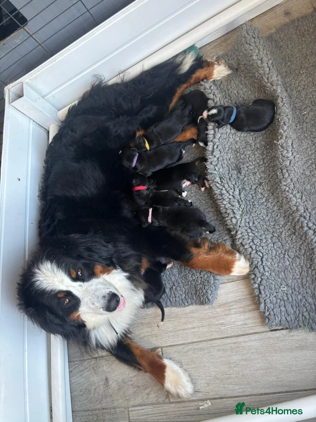Bernese Mountain Dog dogs for stud: Outstanding kc reg Bernese mountain dog stud - Advert 20