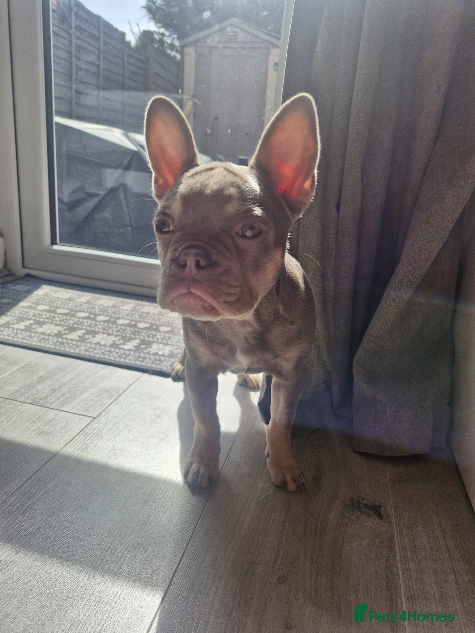 French Bulldog dogs for sale: French bulldog female in Ashford - Advert 1