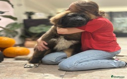 Caucasian Shepherd Dog dogs for sale: Male Caucasian Shepherd Puppy Champion Bloodlines - Image 6