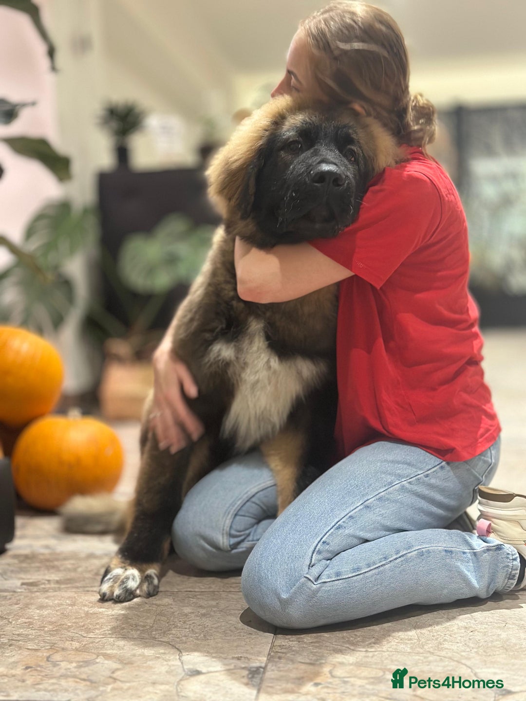 Caucasian Shepherd Dog dogs for sale: Male Caucasian Shepherd Puppy Champion Bloodlines - Image 6