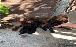 Cockapoo dogs for sale: F1 cocker poo pups for sale  - Image 2