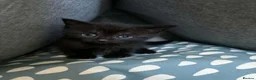 Mixed Breed cats for sale: British Short Hair mix in Hamilton - Advert 2