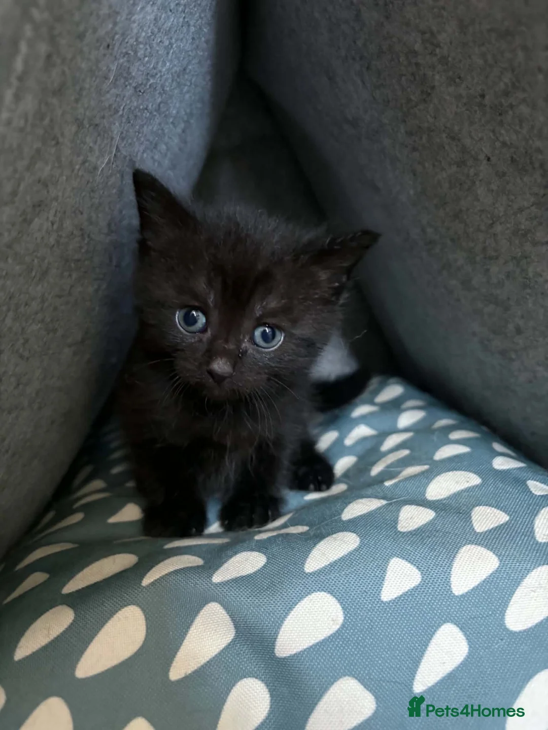 Mixed Breed cats for sale: British Short Hair mix in Hamilton - Advert 2