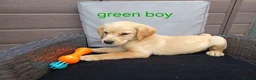 Goldador dogs for sale: Beautiful f1 Goldador puppies - Advert 10