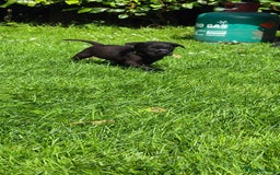Labrador Retriever dogs for sale: Labrador puppies  - Image 12