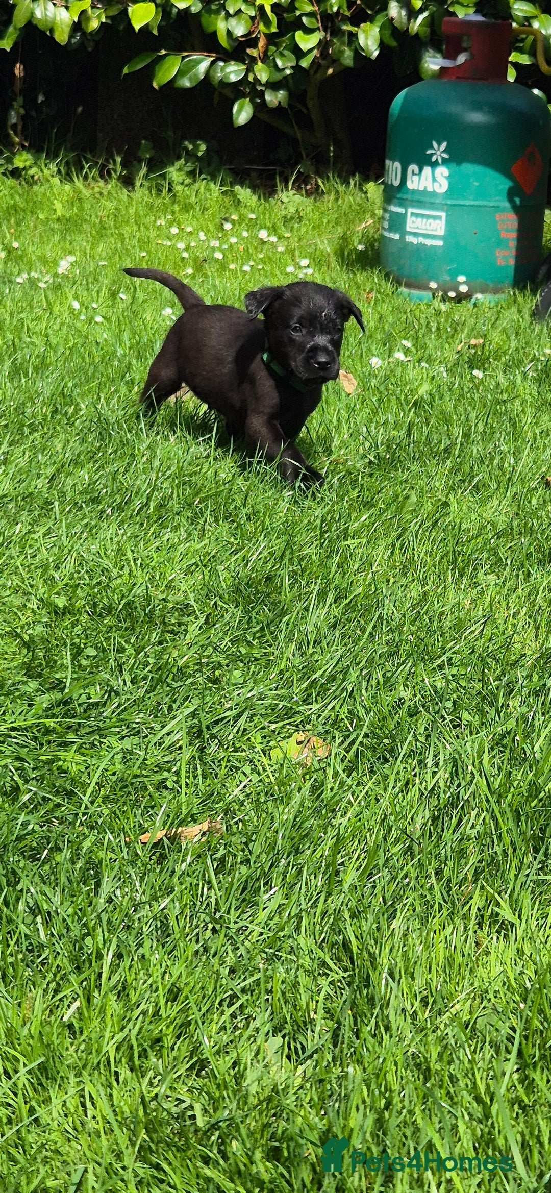 Labrador Retriever dogs for sale: Labrador puppies  - Image 12