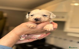 Sproodle dogs for sale: Gorgeous sproodle puppies - Family raised - Advert 6