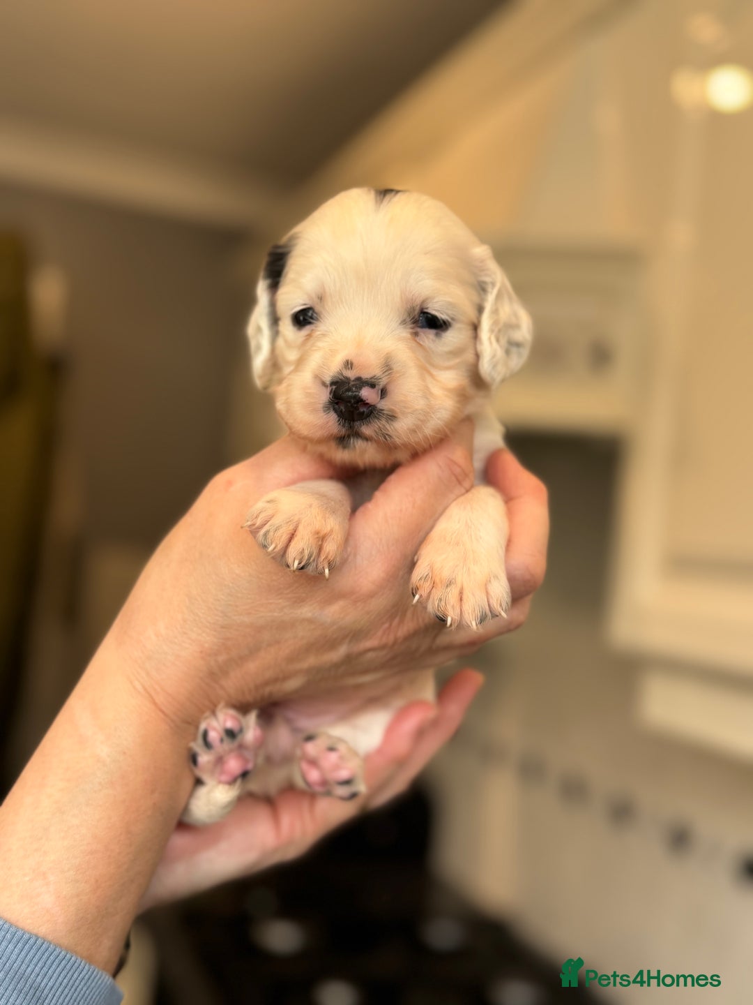 Sproodle dogs for sale: Gorgeous sproodle puppies - Family raised - Advert 6