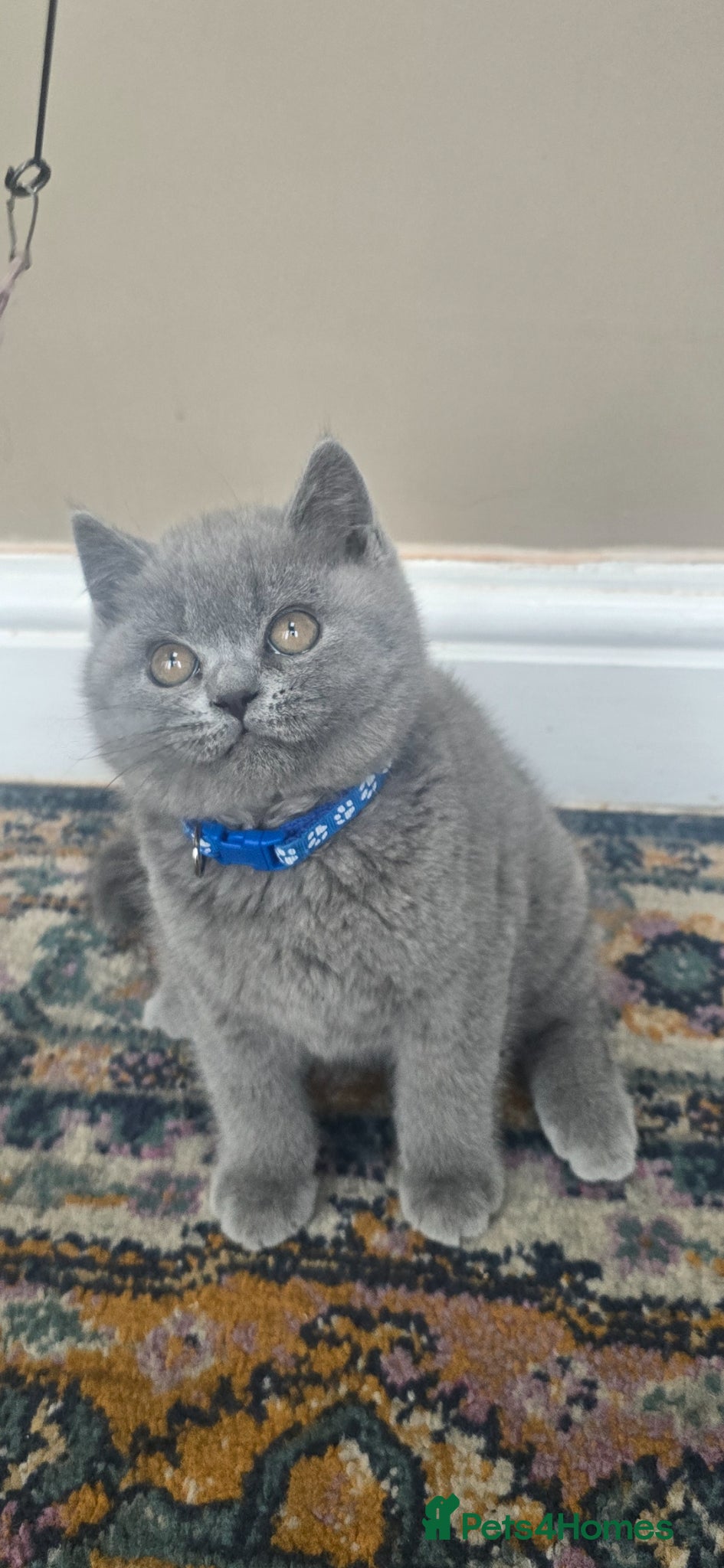 British Shorthair cats ONLY 1  Gorgeous cute British Short Hair Kittens - Advert 5