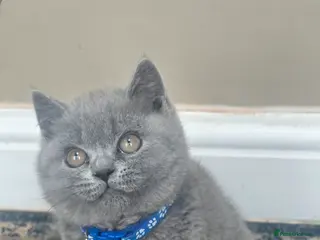 British Shorthair cats ONLY 1 Gorgeous cute British Short Hair Kittens - Advert 5