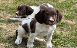 English Springer Spaniel dogs for sale: Lovely Well Bred KC English Springer Spaniels - Image 17