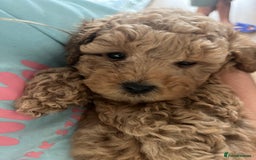 Mixed Breed dogs for sale: Gorgeous Malshipoo puppies  - Image 5