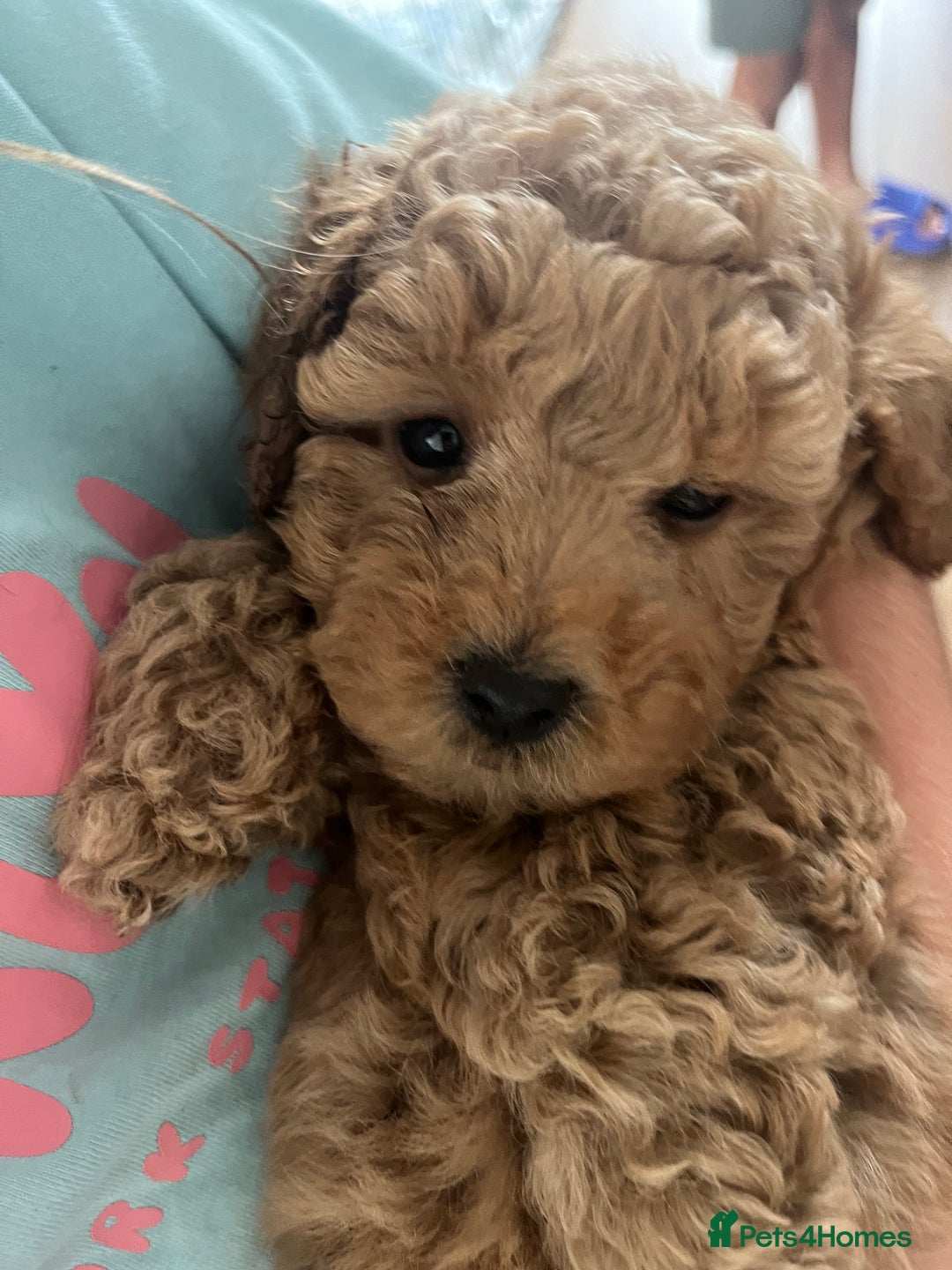 Mixed Breed dogs for sale: Gorgeous Malshipoo puppies  - Image 5