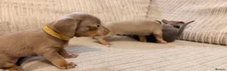 Miniature Dachshund dogs for sale: Adorable Miniature Dachshund Puppies - Advert 12