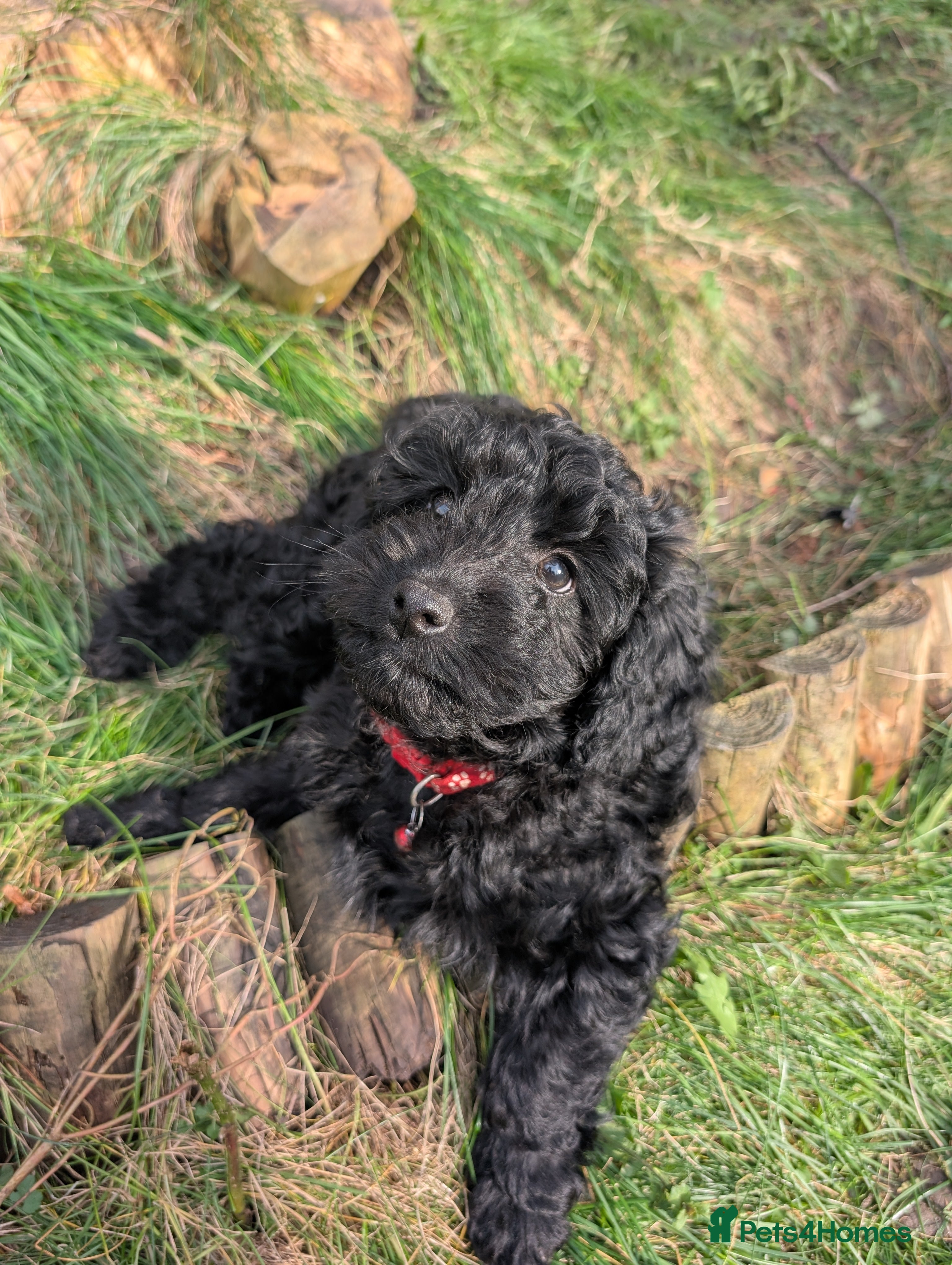 Cockapoo dogs 2 boys left Cockapoo Pups Miniature 🐾 DNA Cleared - Advert 14