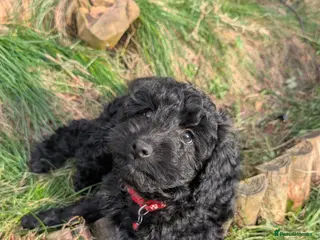 Cockapoo dogs 2 boys left Cockapoo Pups Miniature 🐾 DNA Cleared - Advert 14