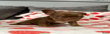 New shade chocolate and tan male