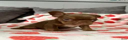French Bulldog dogs for sale: Gorgeous French Bulldog Puppies♡ - Advert 6