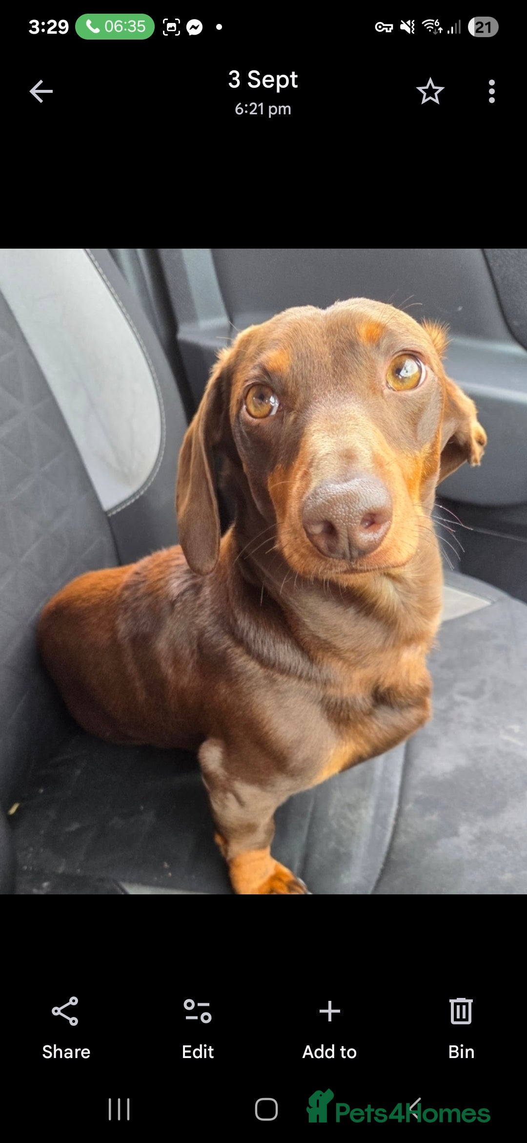 Dachshund dogs for stud: Standard Choc Dachshund, Reduced Fee Until Proven - Image 7