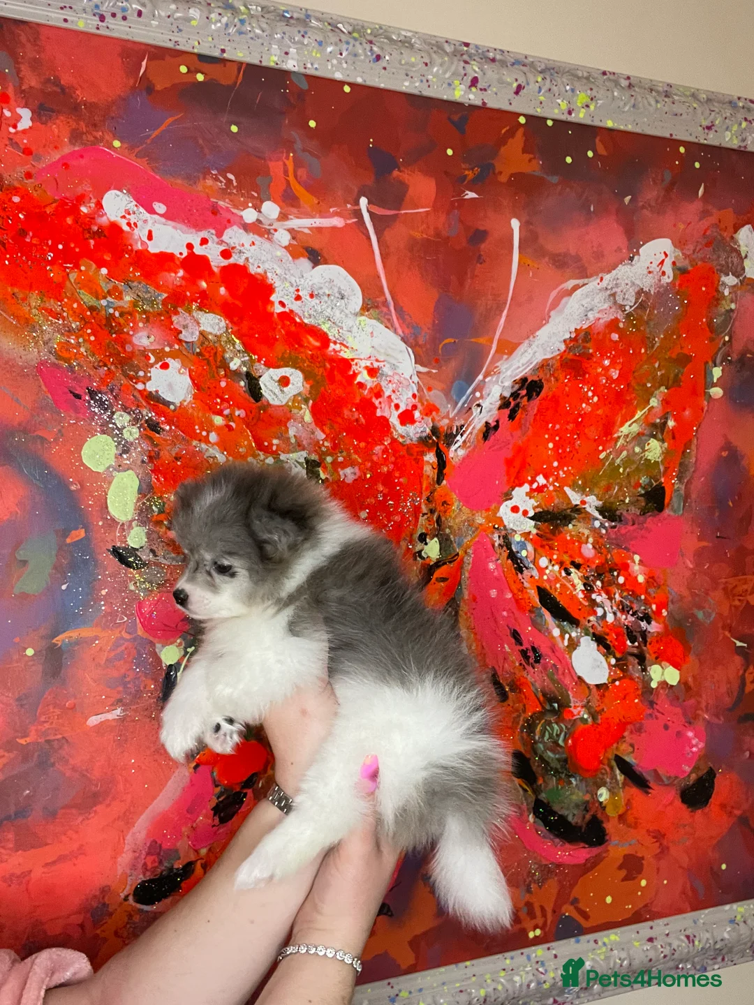 Pomeranian dogs for sale: Pomeranian puppies  - Advert 10