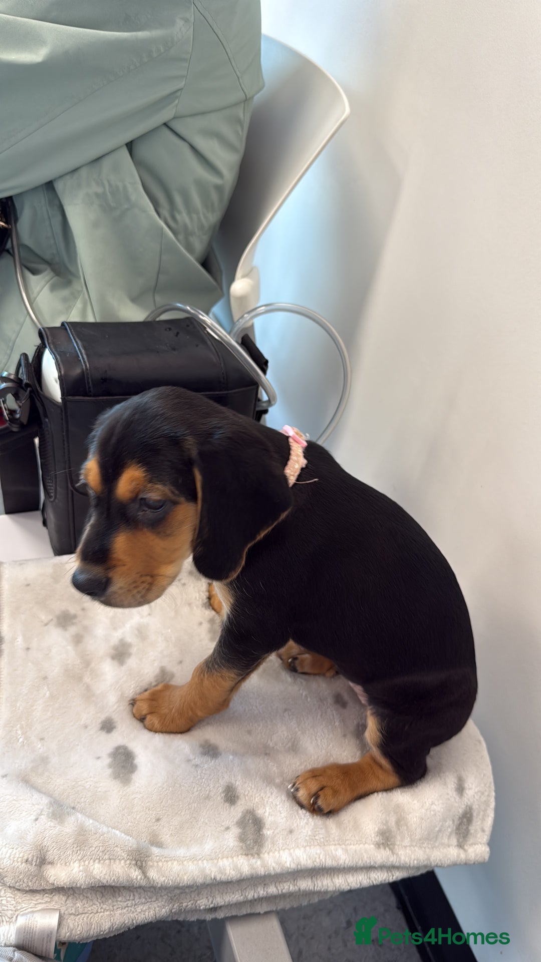 Mixed Breed dogs for sale: Beagle X Cocker Spaniel - Image 3
